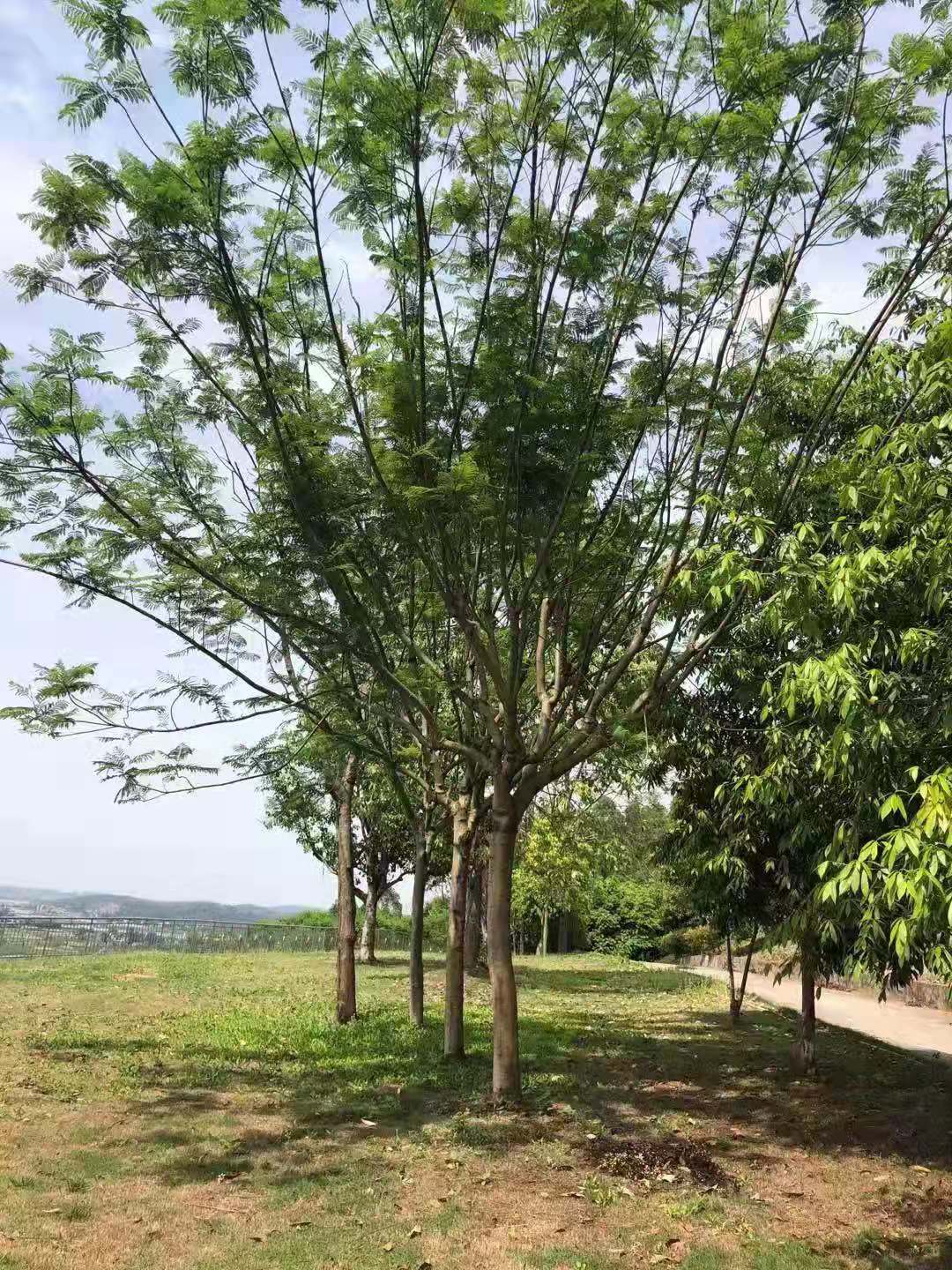 四川蓝花楹